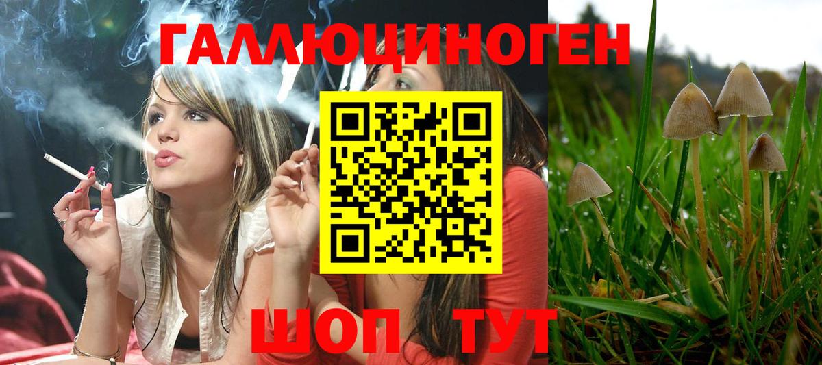 Псилоцибиновые грибы Psilocybine cubensis Родники